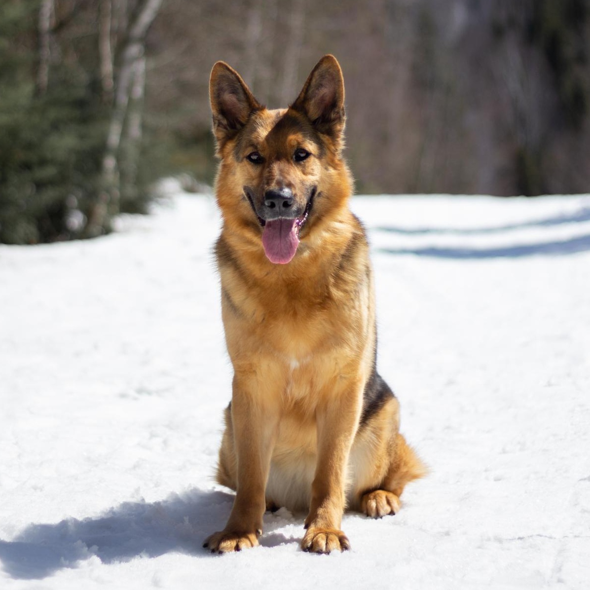 Enlarge Birka, a Adoptable German Shepherd Dog in Saint-Colomban, QC image 5/5