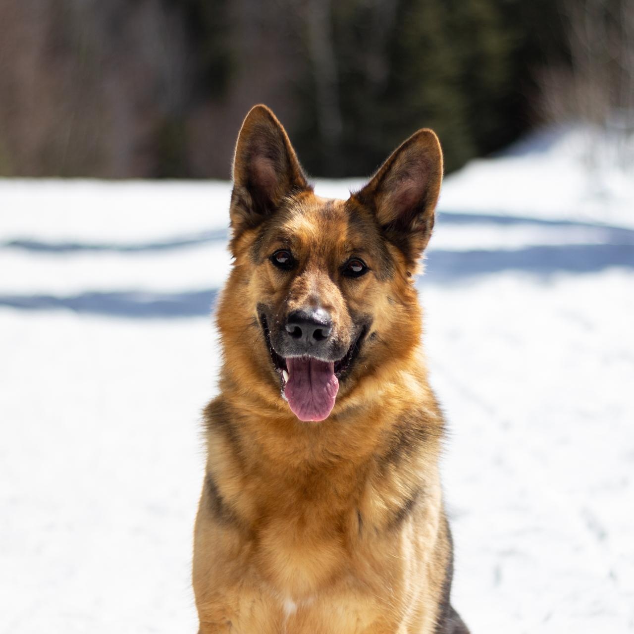 Birka, Adoptable, Adult Female German Shepherd Dog.