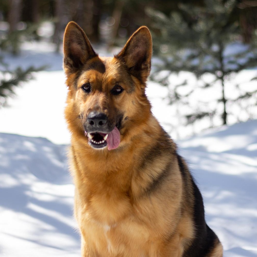 Enlarge Birka, a Adoptable German Shepherd Dog in Saint-Colomban, QC image 3/5