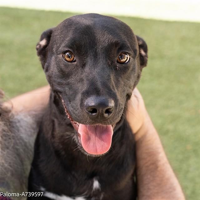 LOLA, Adoptable, Young Female Pit Bull Terrier & Mixed Breed.