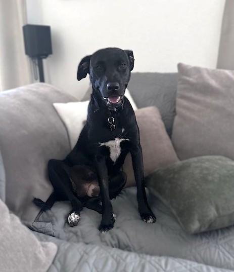Enlarge LOLA, a Adoptable mixed breed in Sacramento, CA image 1/1