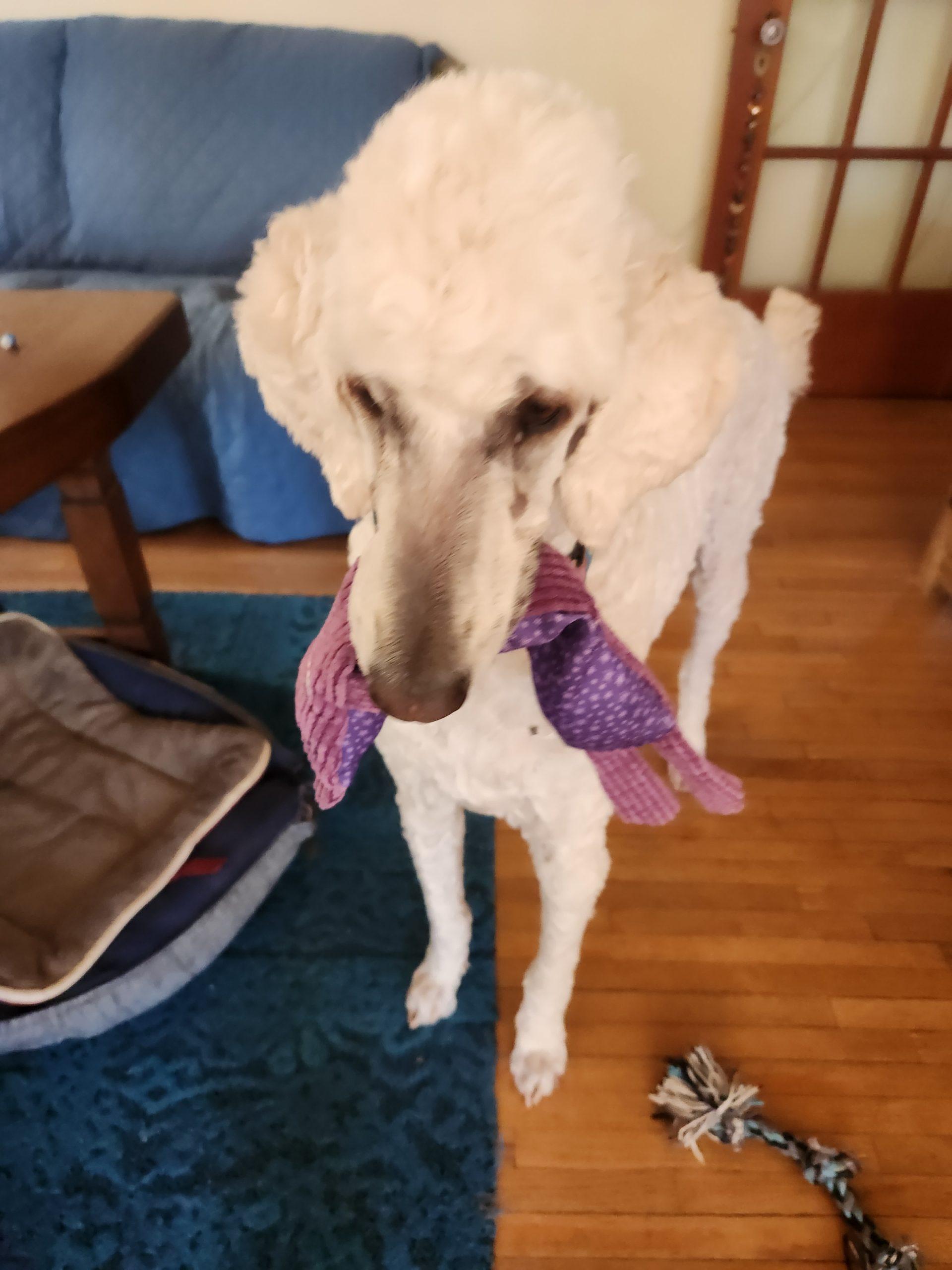 Vito, a ADOPTABLE Standard Poodle in Edmonton, AB image 2/3