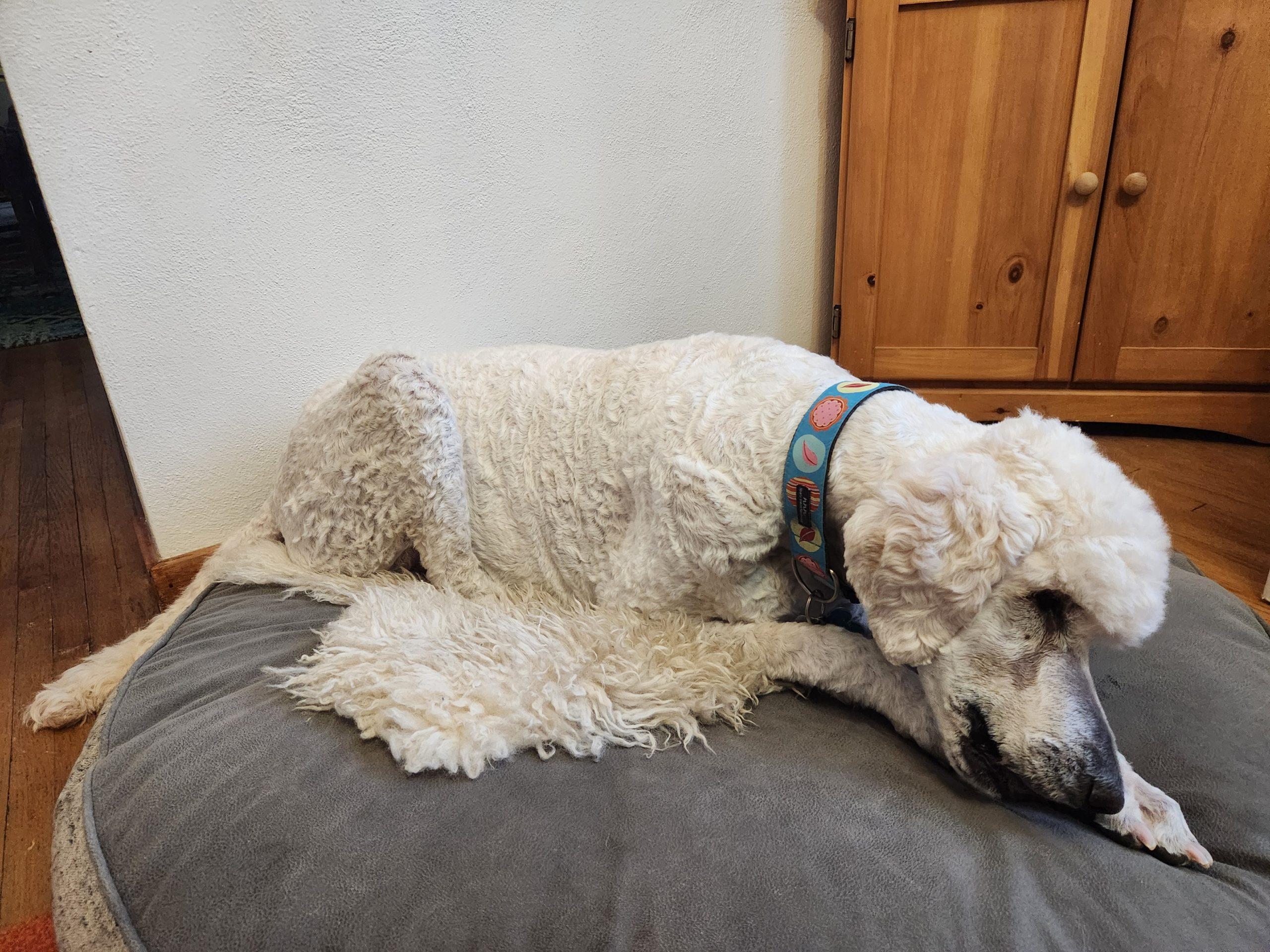 Vito, a ADOPTABLE Standard Poodle in Edmonton, AB image 3/3