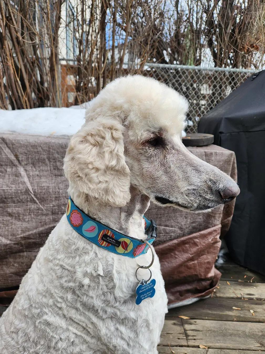 Vito, ADOPTABLE, Adult Male Standard Poodle.