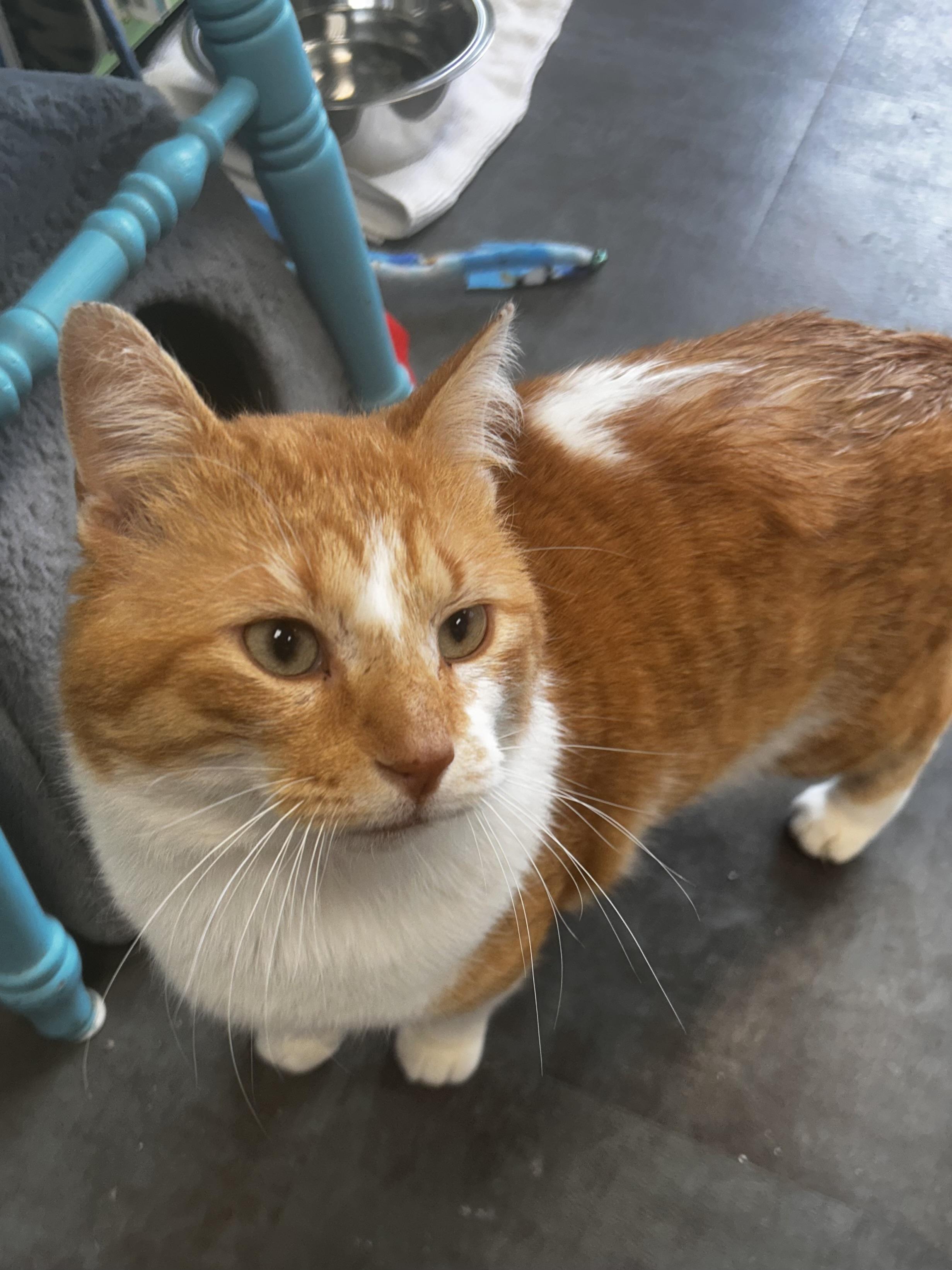 Enlarge Percy, an adoptable Domestic Short Hair in Grand Rapids, MI image 4/6