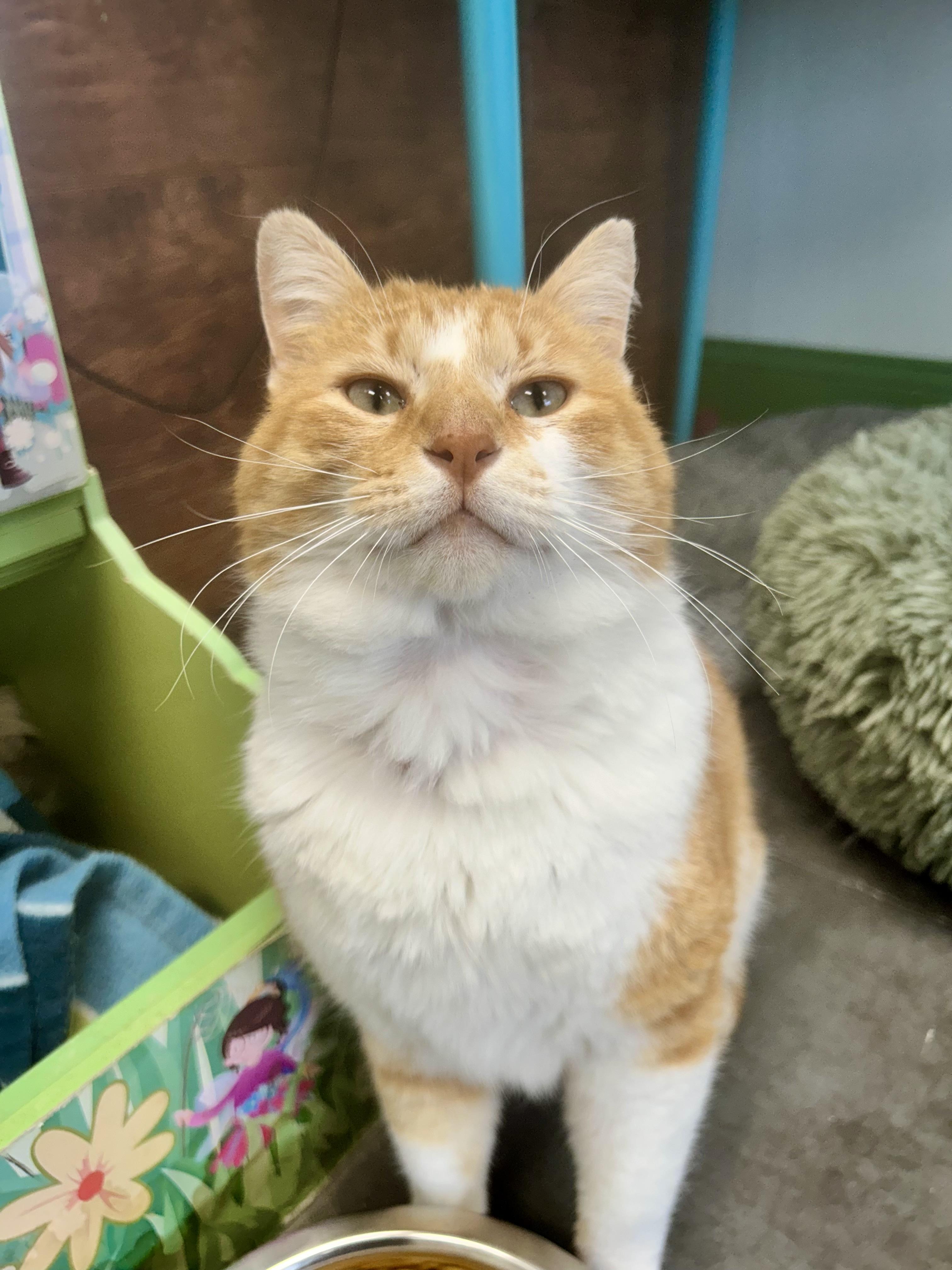 Enlarge Percy, an adoptable Domestic Short Hair in Grand Rapids, MI image 2/6