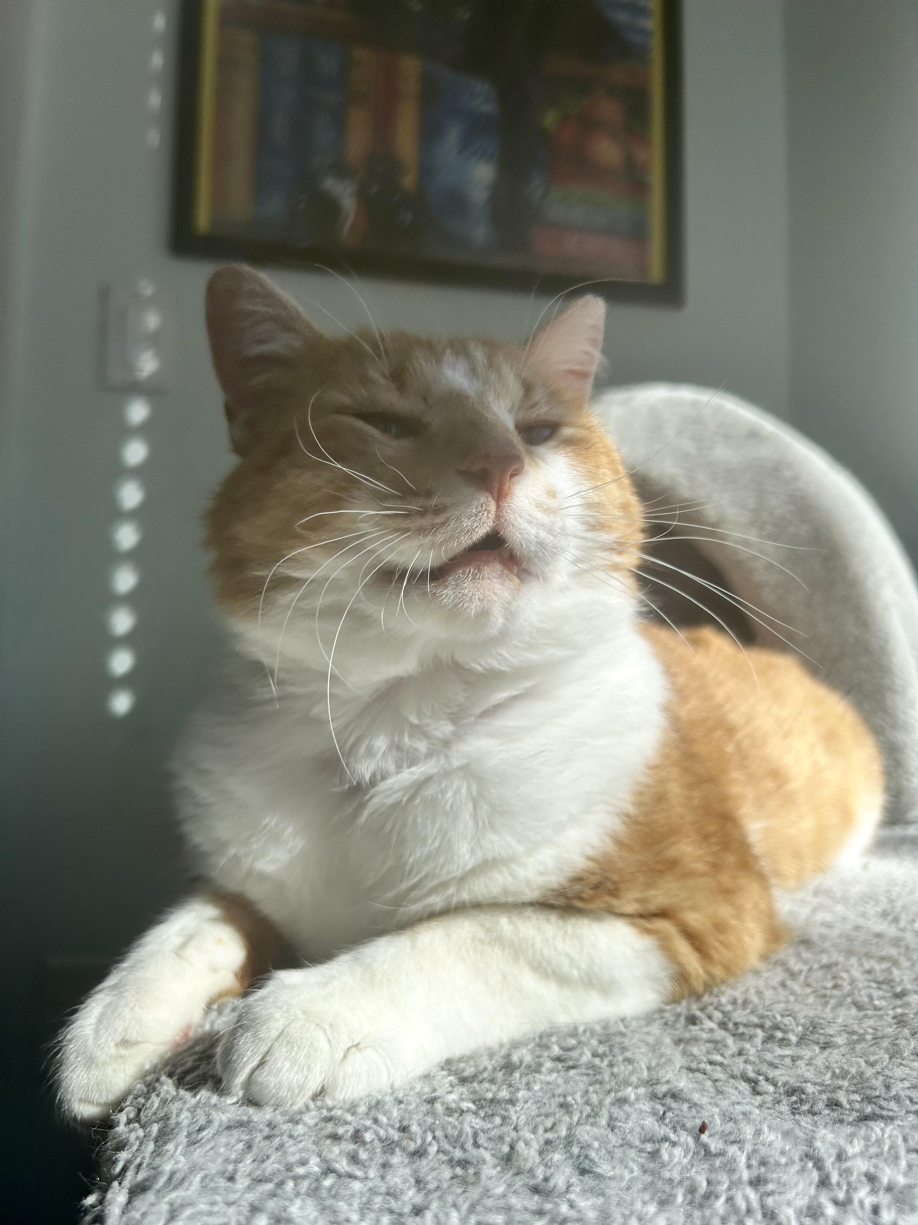 Enlarge Percy, an adoptable Domestic Short Hair in Grand Rapids, MI image 6/6