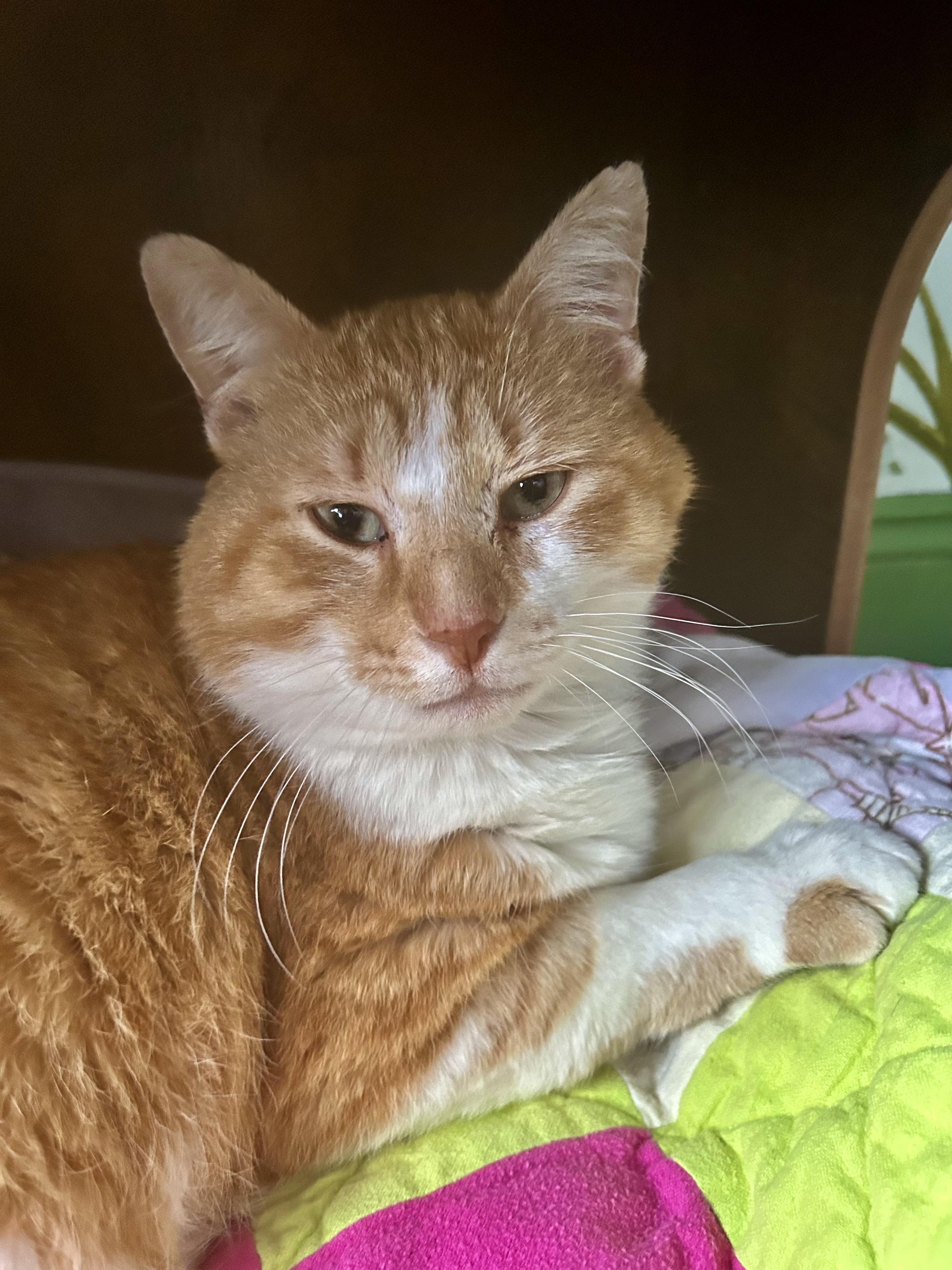 Percy, adoptable, Adult Male Domestic Short Hair.