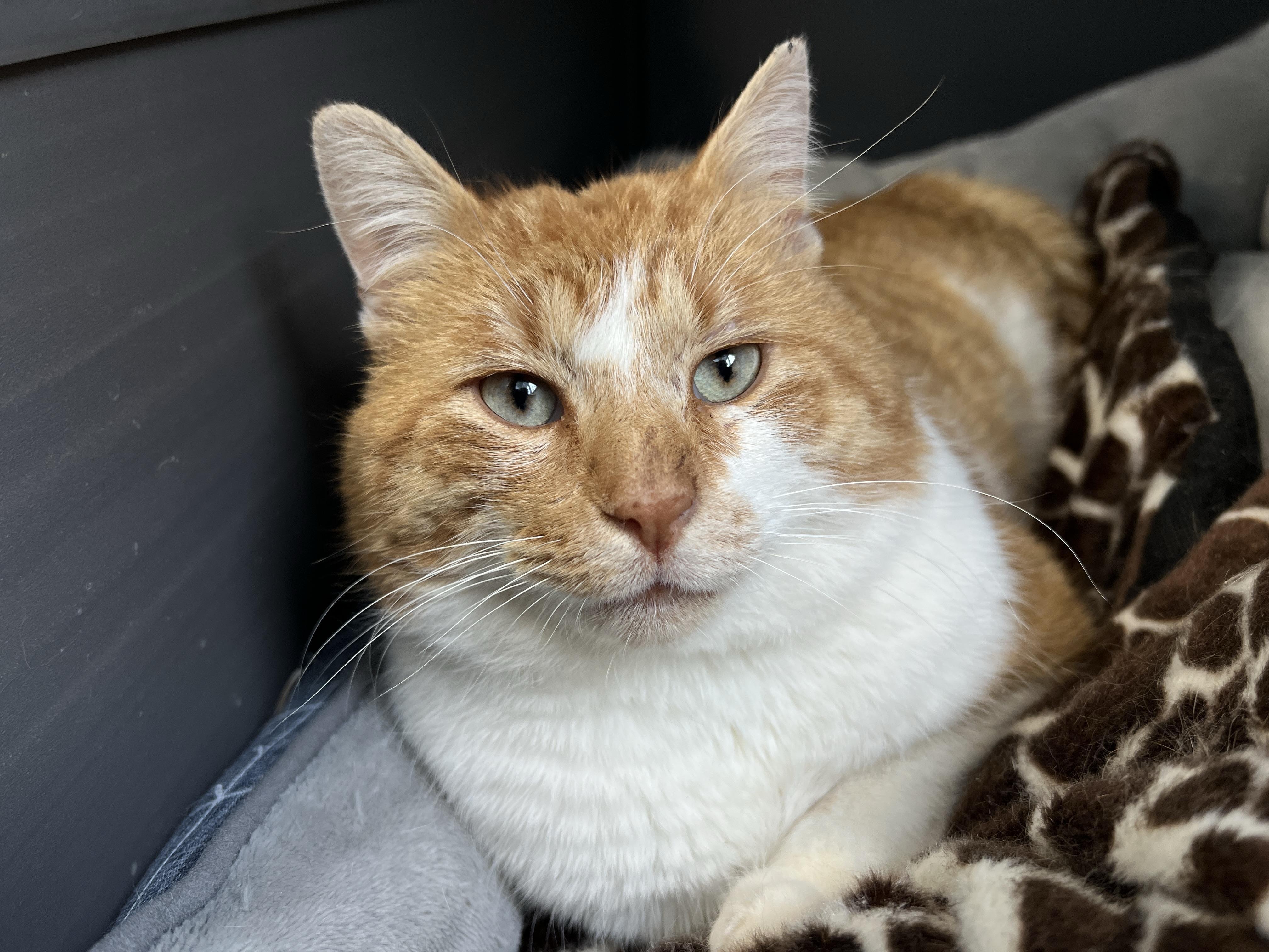 Enlarge Percy, an adoptable Domestic Short Hair in Grand Rapids, MI image 3/6
