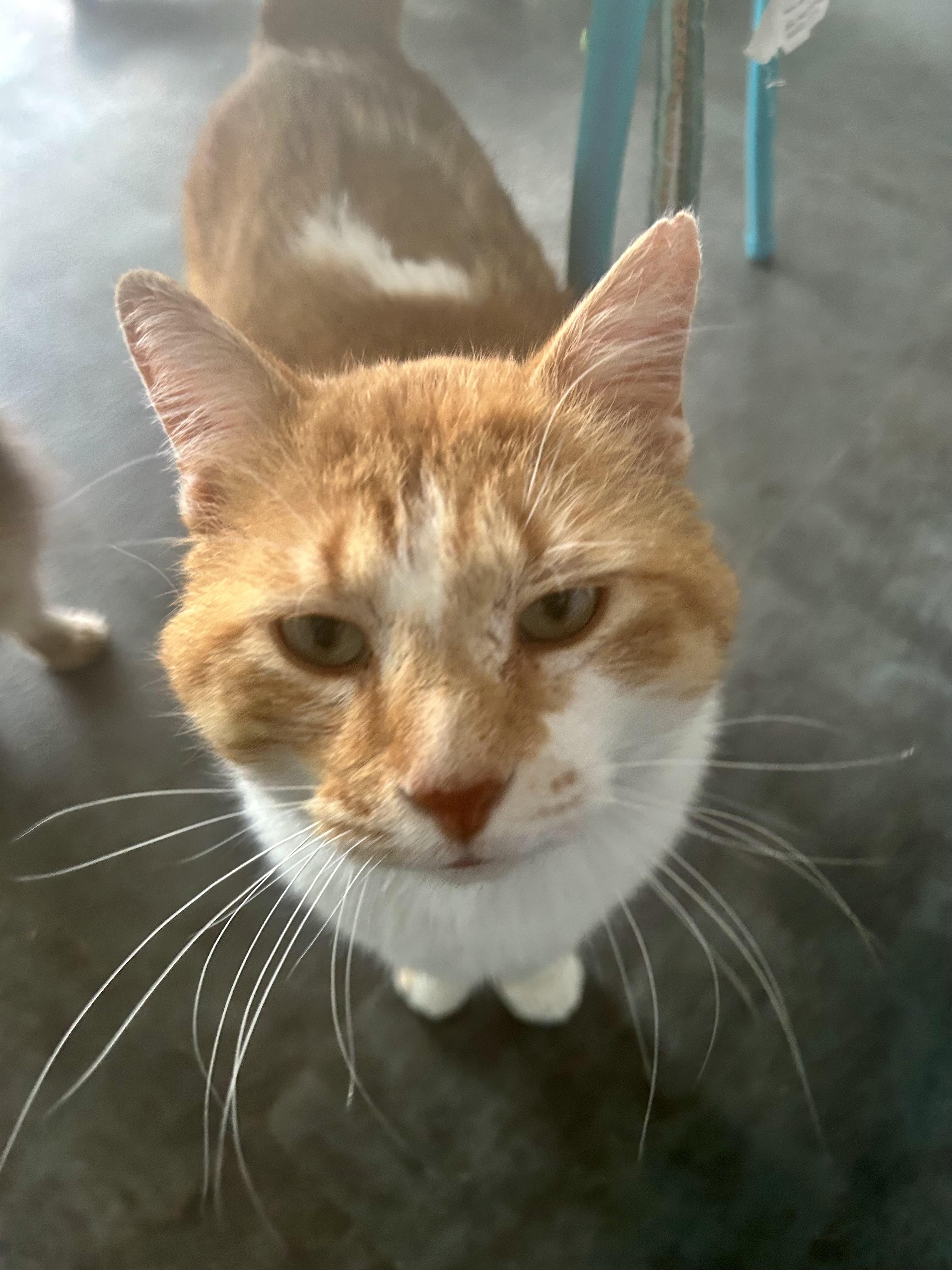 Enlarge Percy, an adoptable Domestic Short Hair in Grand Rapids, MI image 5/6