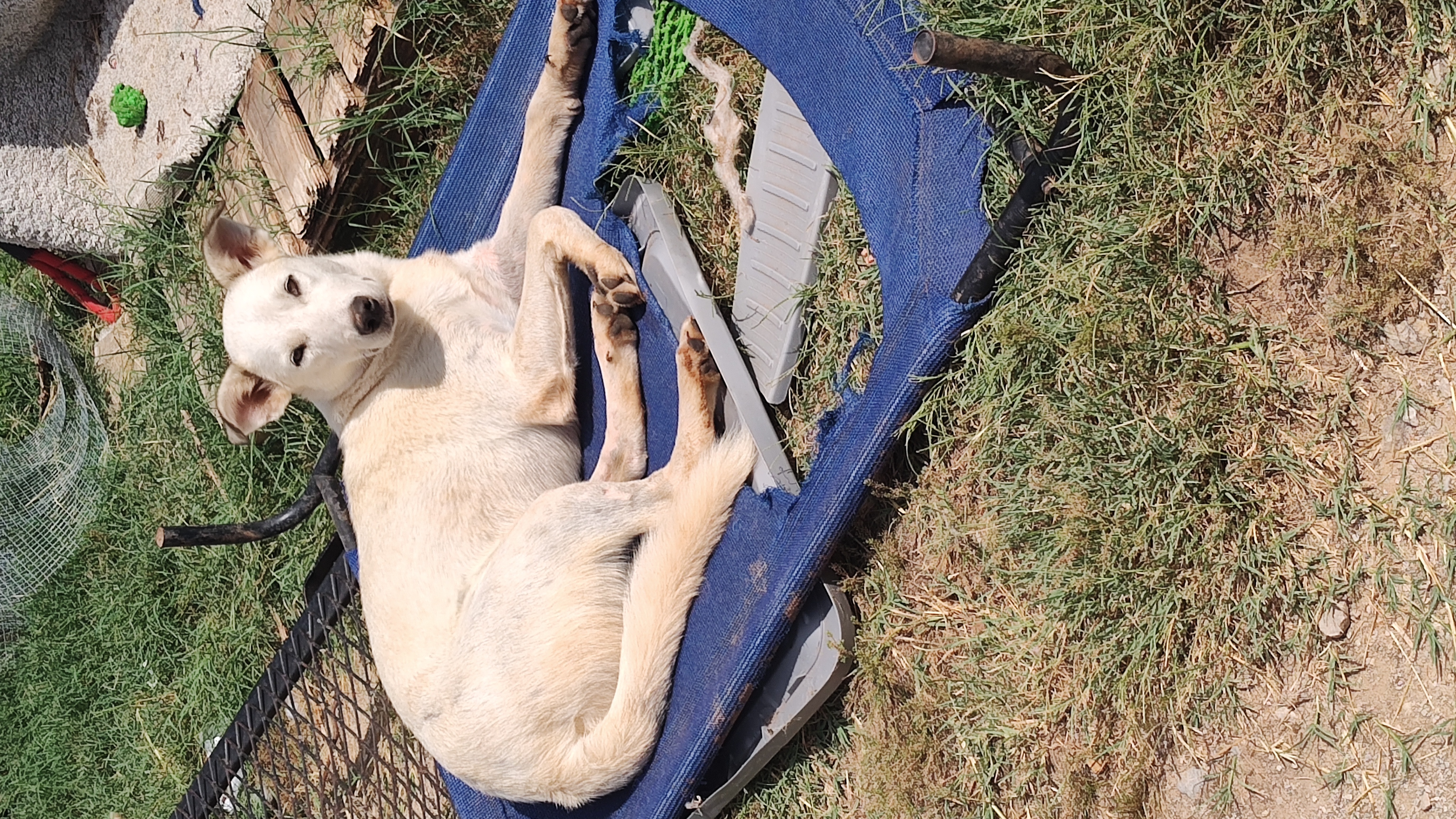 Enlarge Eeyor, a Adoptable mixed breed in Paradise, TX image 2/4
