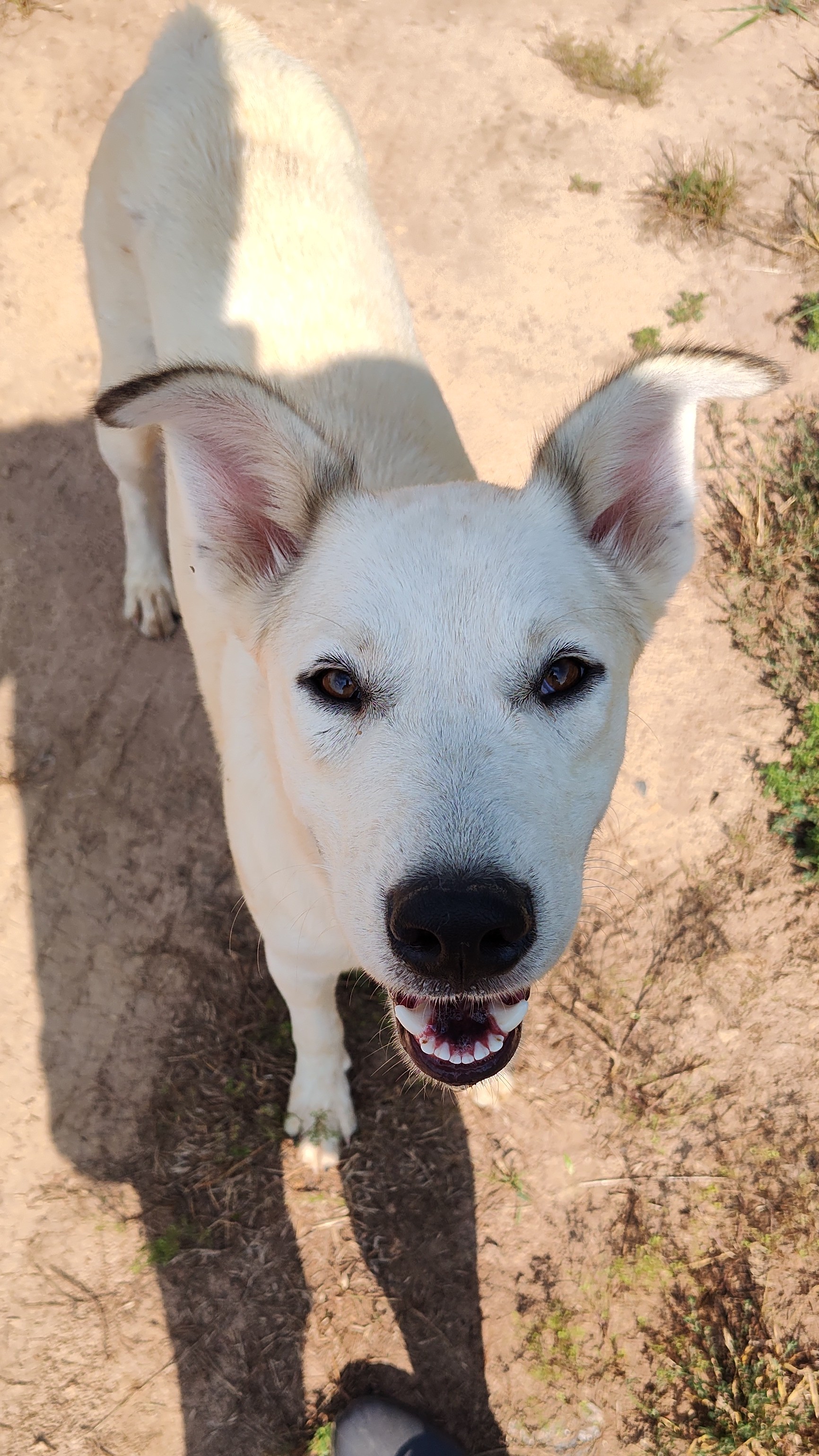 Enlarge Eeyor, a Adoptable mixed breed in Paradise, TX image 1/4
