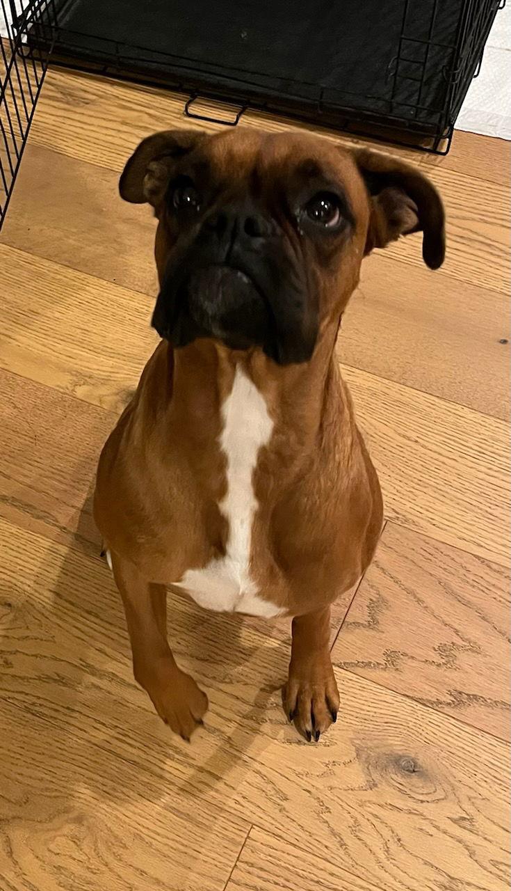 Margie, a Adopted Boxer in Shakopee, MN image 1/2