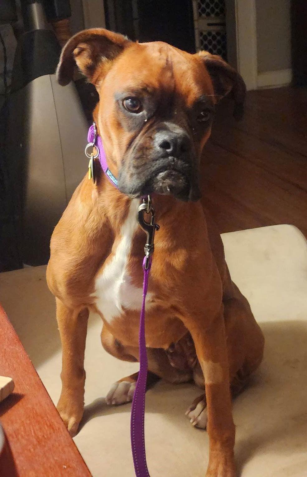 Margie, a Adopted Boxer in Shakopee, MN image 2/2