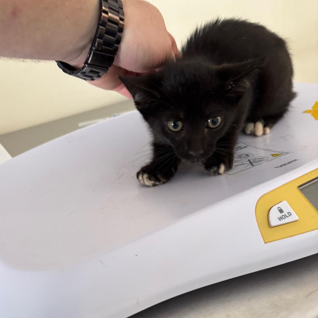 Hans, Adoptable, Kitten Male Domestic Short Hair & Domestic Short Hair.