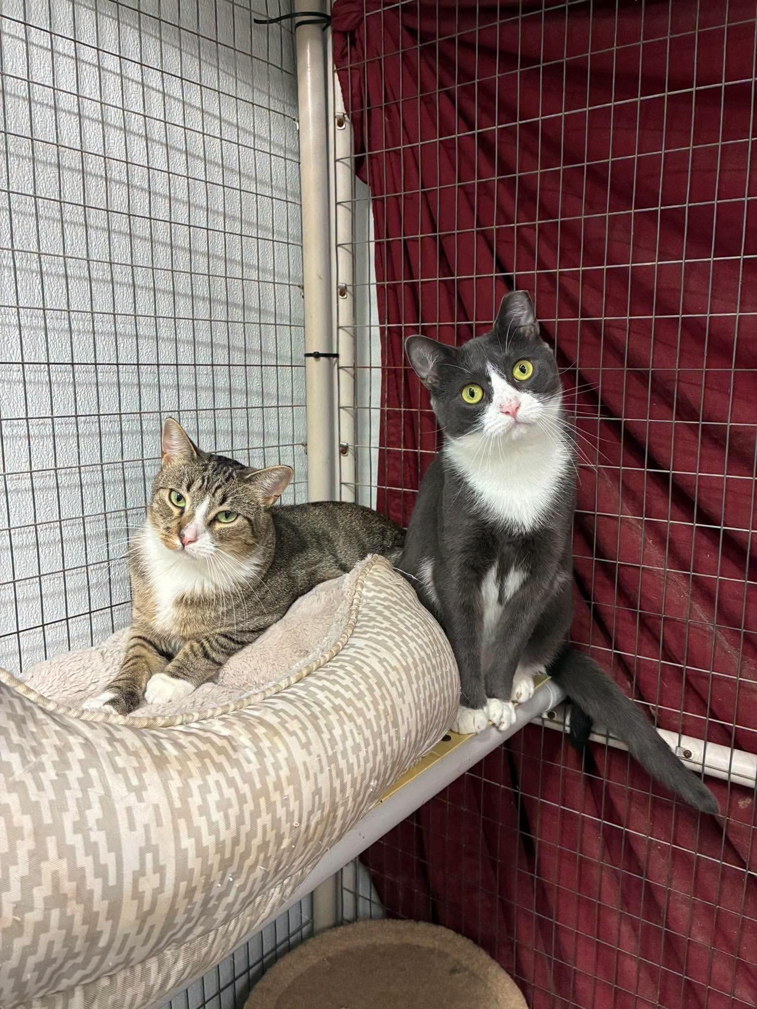 Enlarge Outlaws - Larceny - Gentle Cat Buddy, a Adoptable Domestic Short Hair in Lake Hopatcong, NJ image 2/6