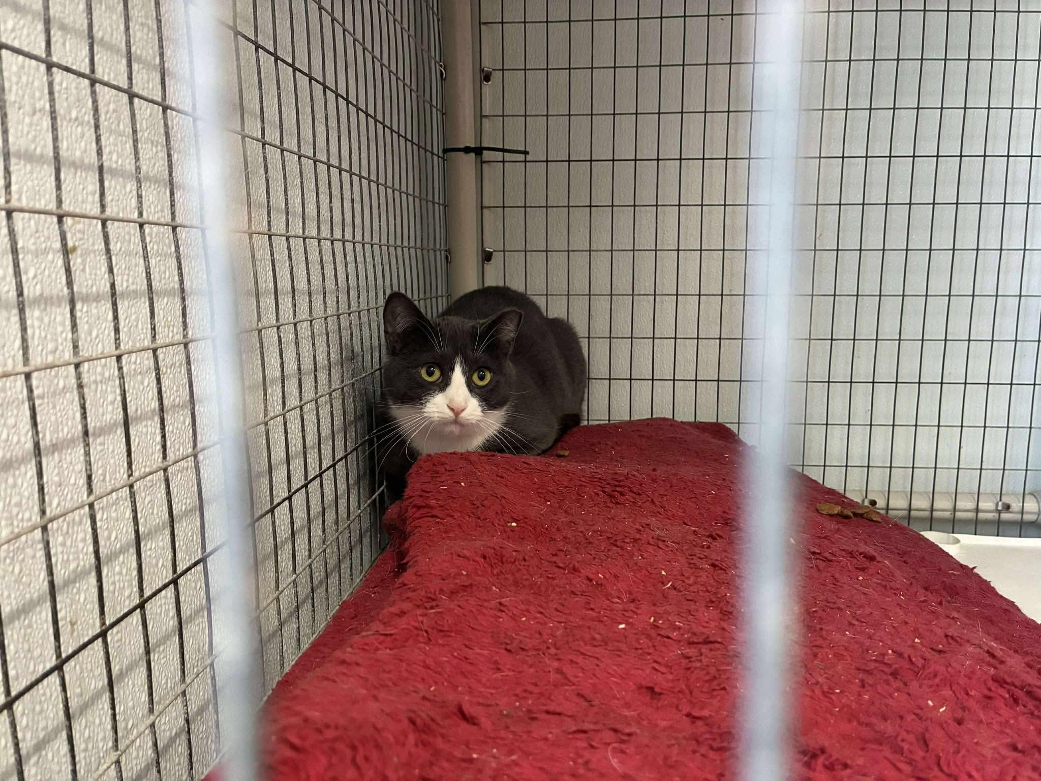 Larceny, a ADOPTABLE Domestic Short Hair in Lake Hopatcong, NJ image 3/5