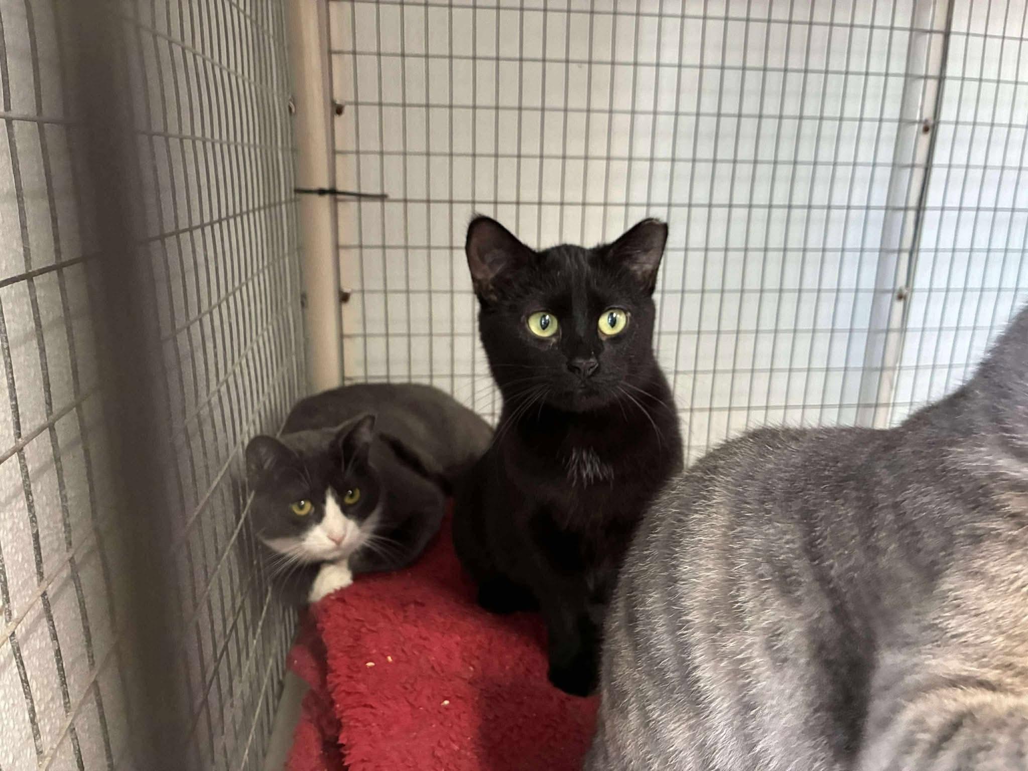 Larceny, a ADOPTABLE Domestic Short Hair in Lake Hopatcong, NJ image 2/5