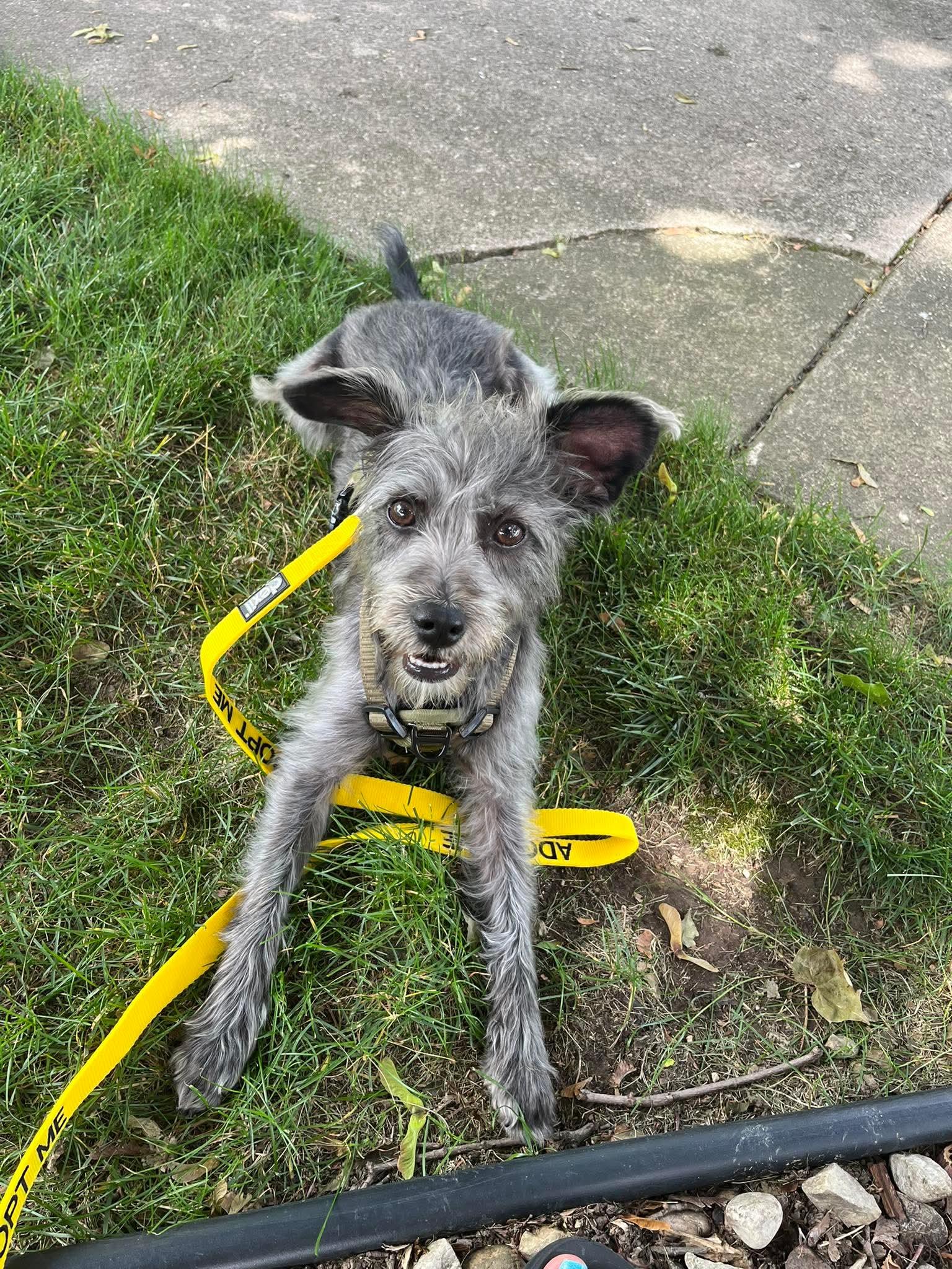 SONIC 425, an adopted mixed breed in Milwaukee, WI image 2/6
