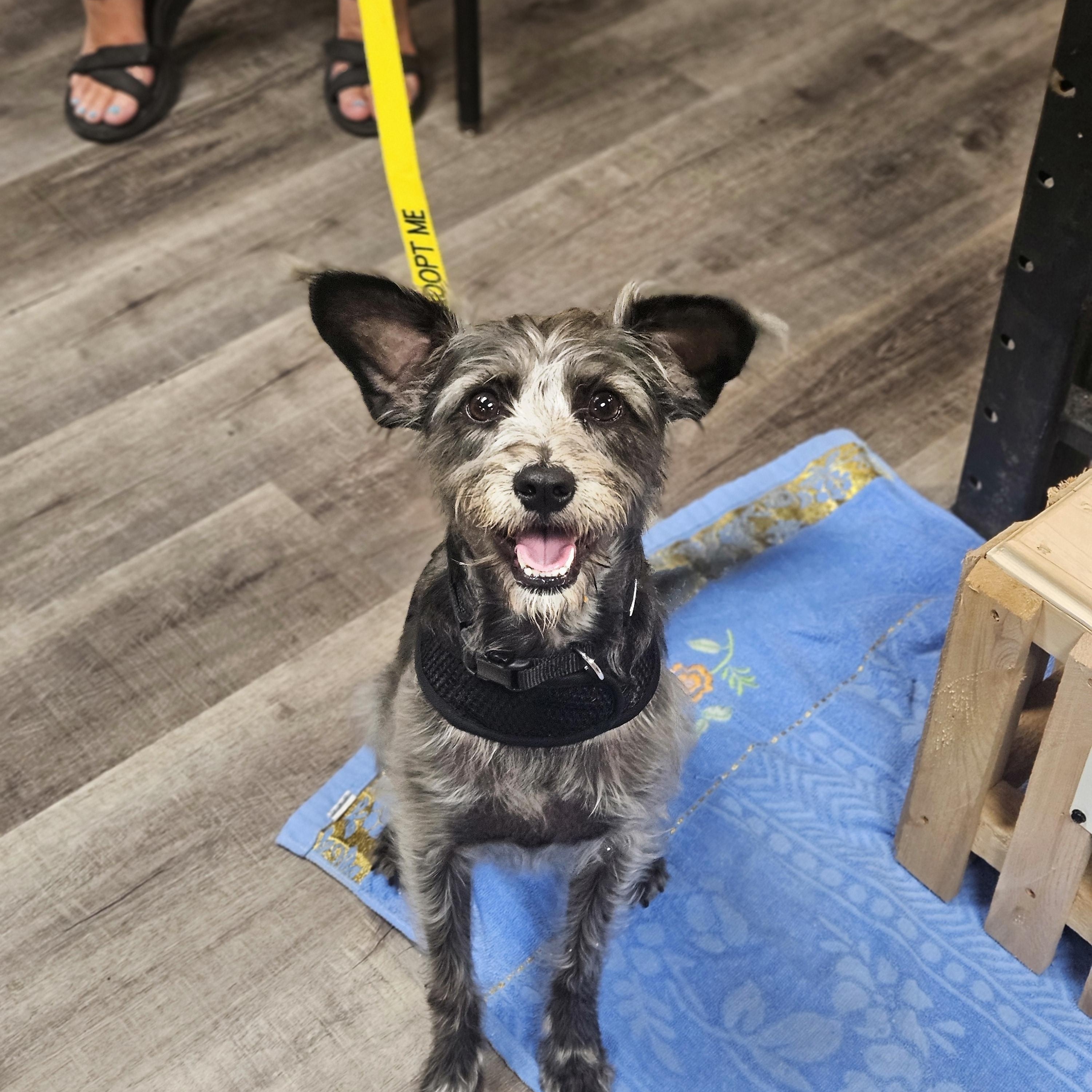 SONIC 425, an adopted mixed breed in Milwaukee, WI image 1/6