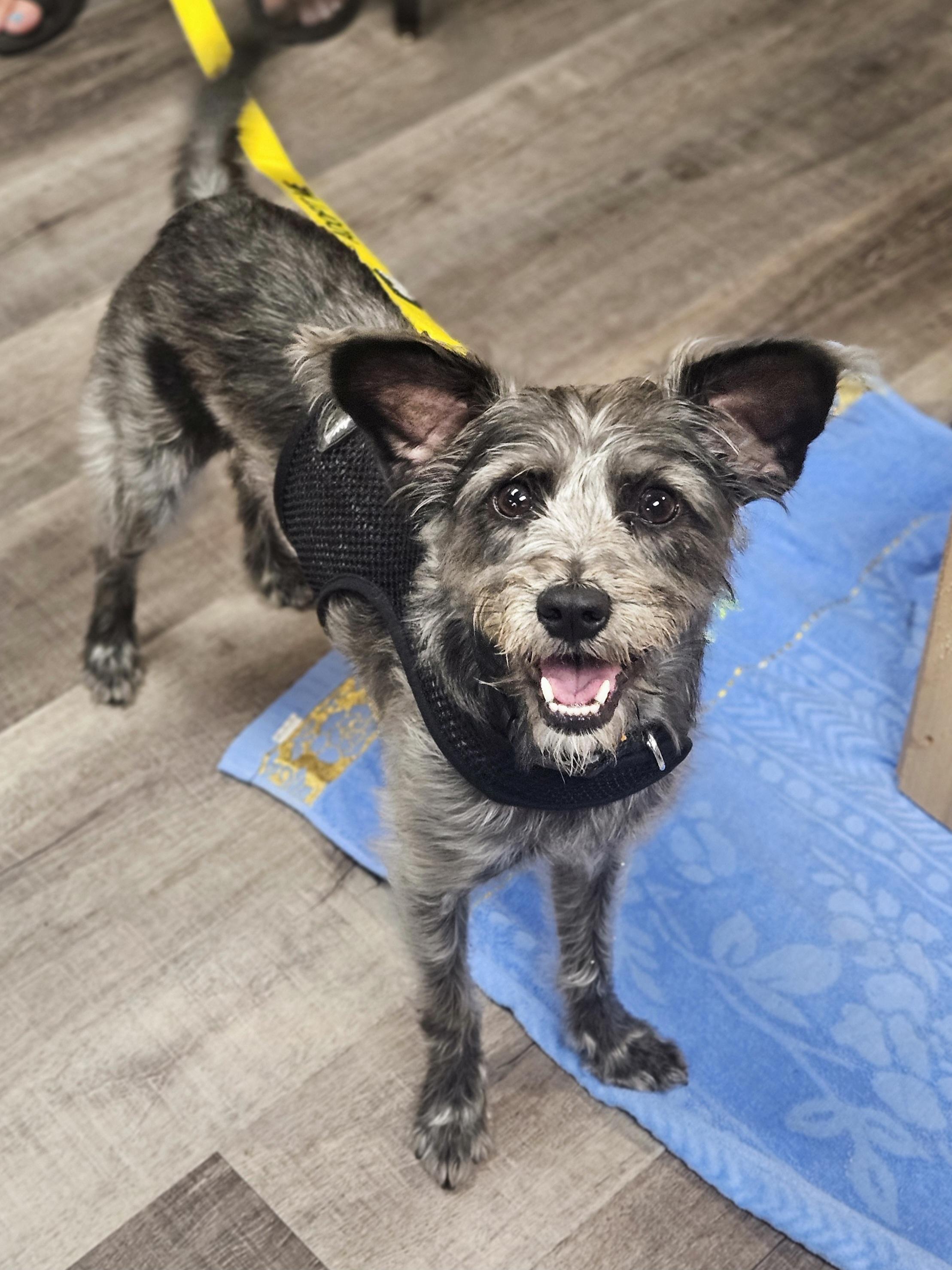 SONIC 425, an adopted mixed breed in Milwaukee, WI image 5/6