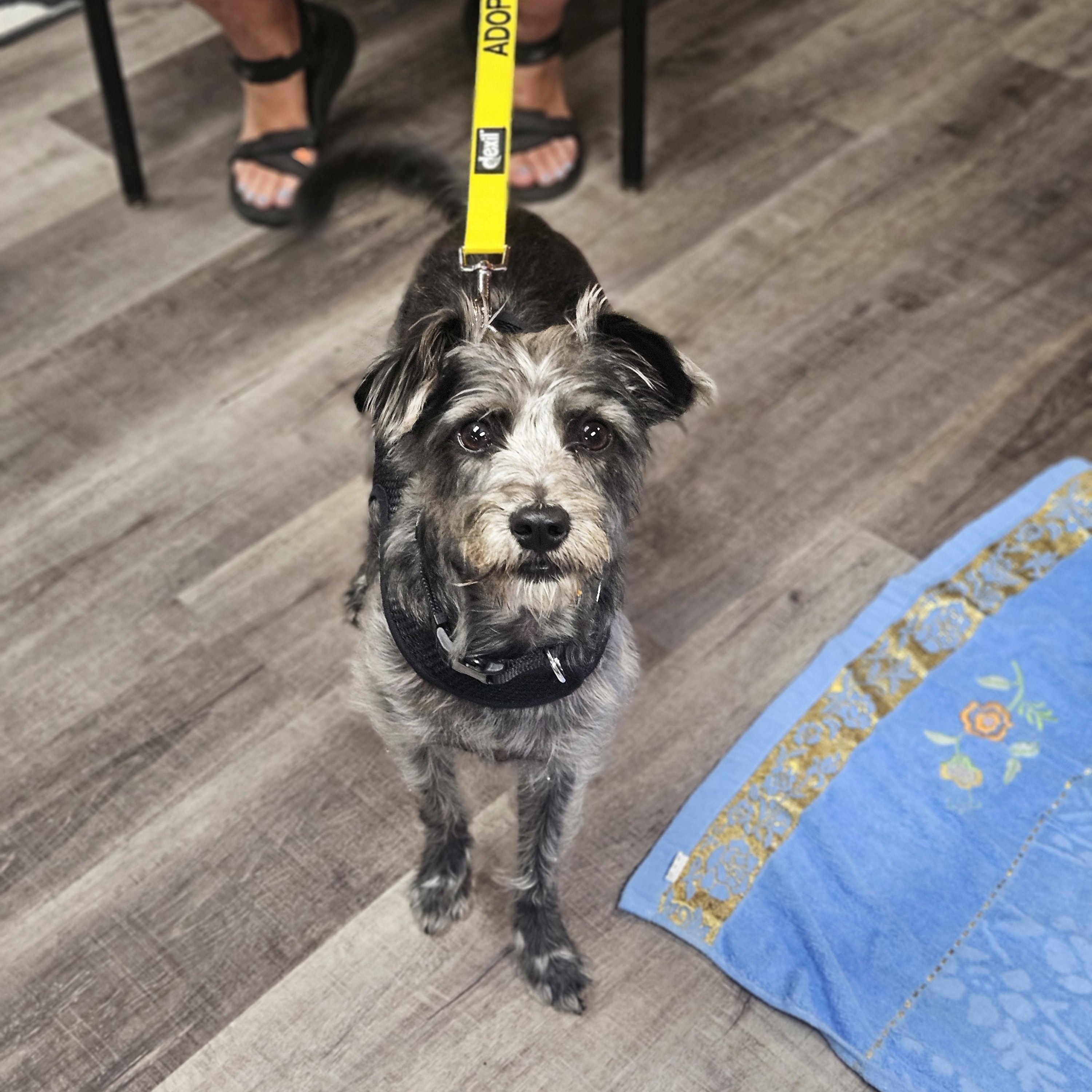 SONIC 425, an adopted mixed breed in Milwaukee, WI image 6/6