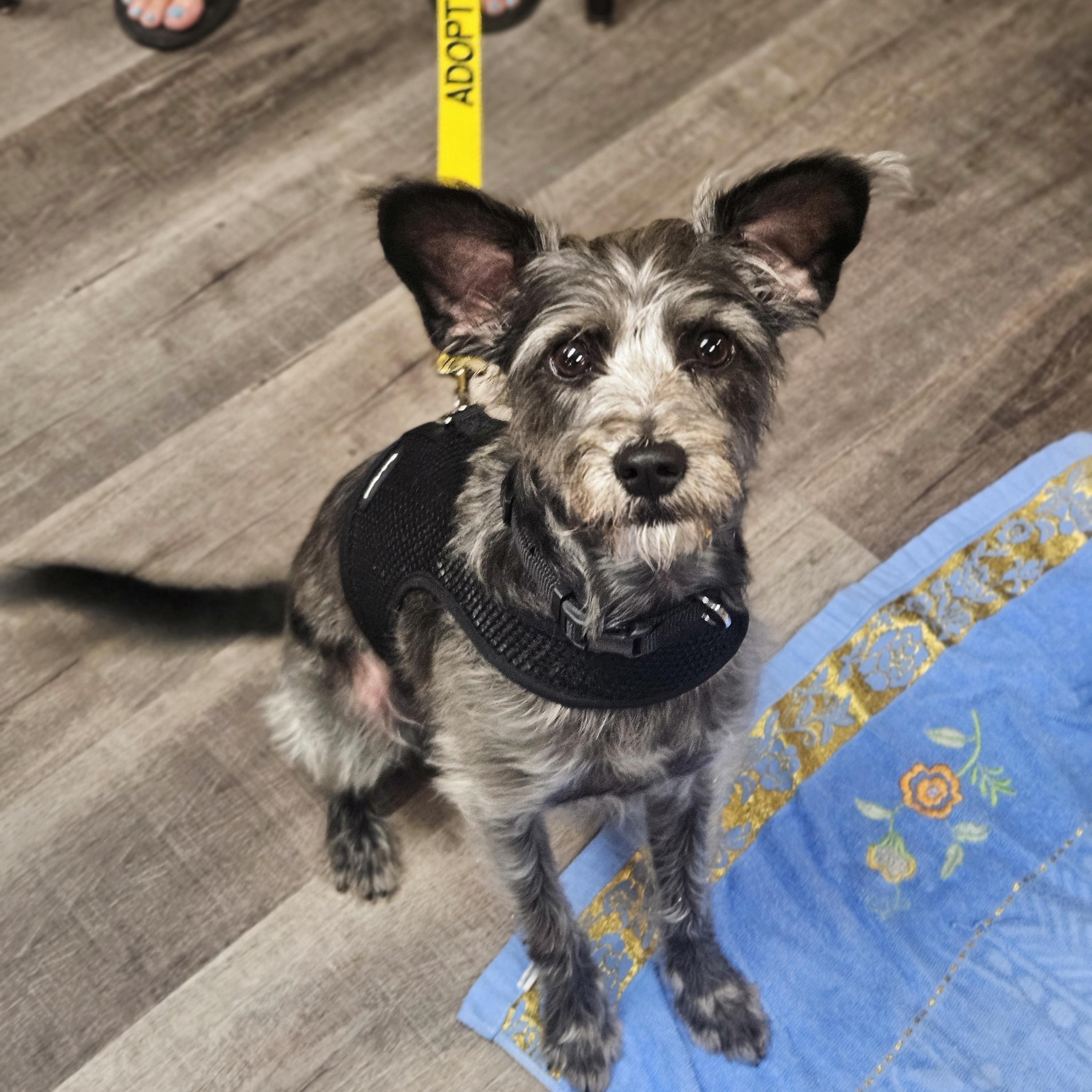 SONIC 425, an adopted mixed breed in Milwaukee, WI image 4/6