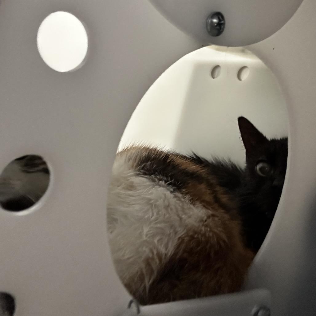 Enlarge Slytherin, a Adoptable Domestic Short Hair in Bronson, FL image 1/1