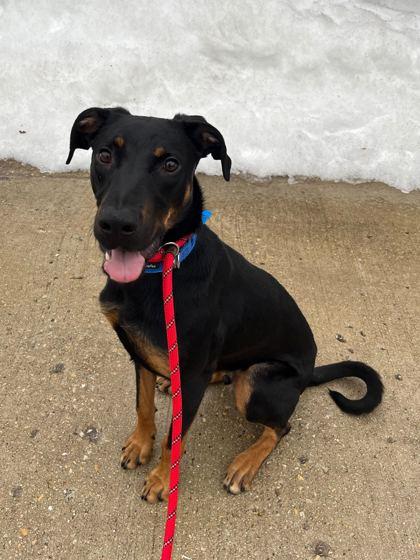 Vega, Adoptable, Adult Male Labrador Retriever & Mixed Breed.
