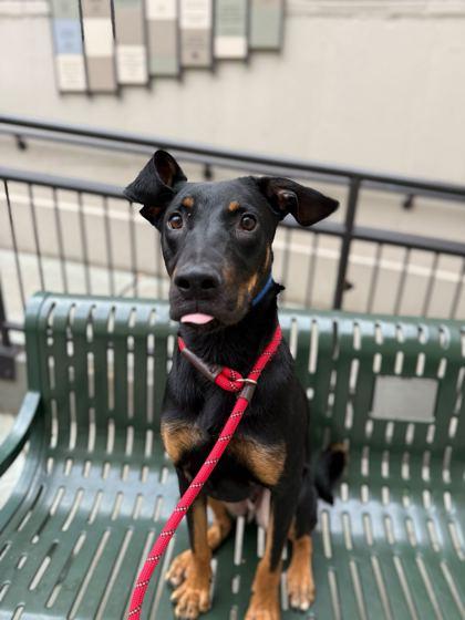 Enlarge Vega, a Adoptable mixed breed in Chicago, IL image 2/3