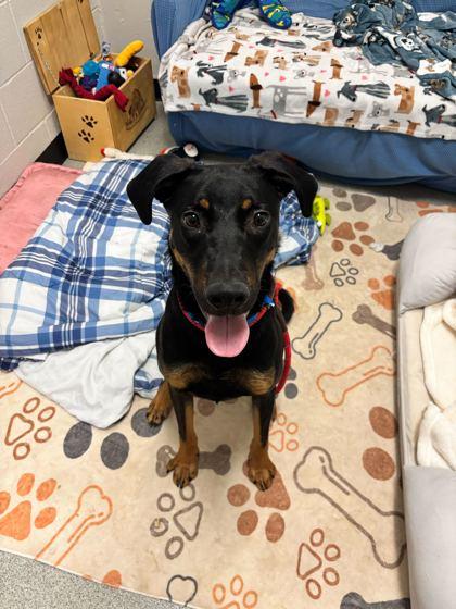 Enlarge Vega, a Adoptable mixed breed in Chicago, IL image 3/3