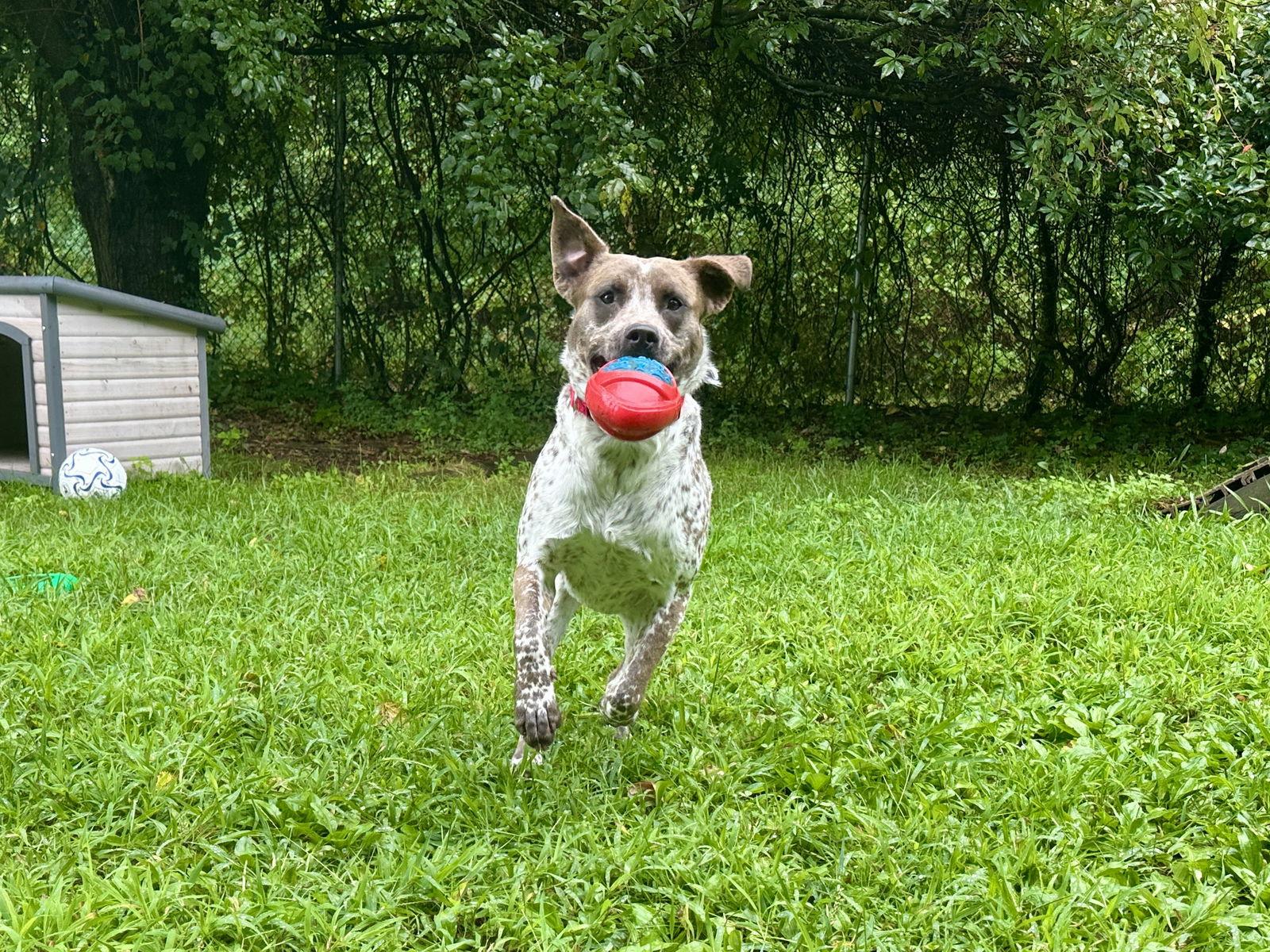 Pip, Adoptable, Young Female Pointer.