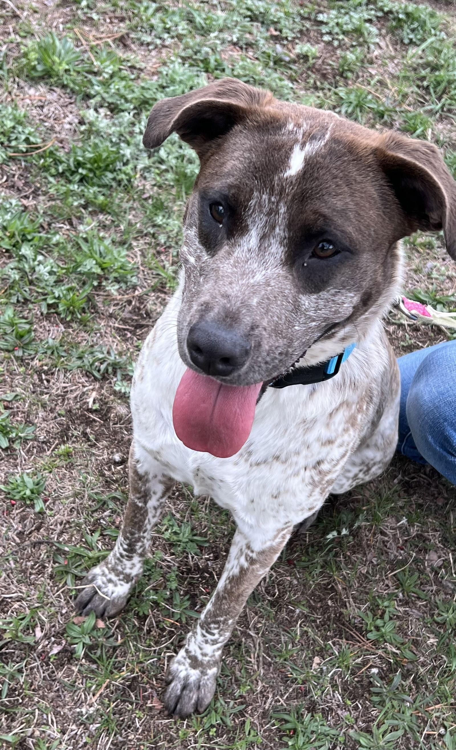 Enlarge Pip, a Adoptable Pointer in Brick, NJ image 2/3