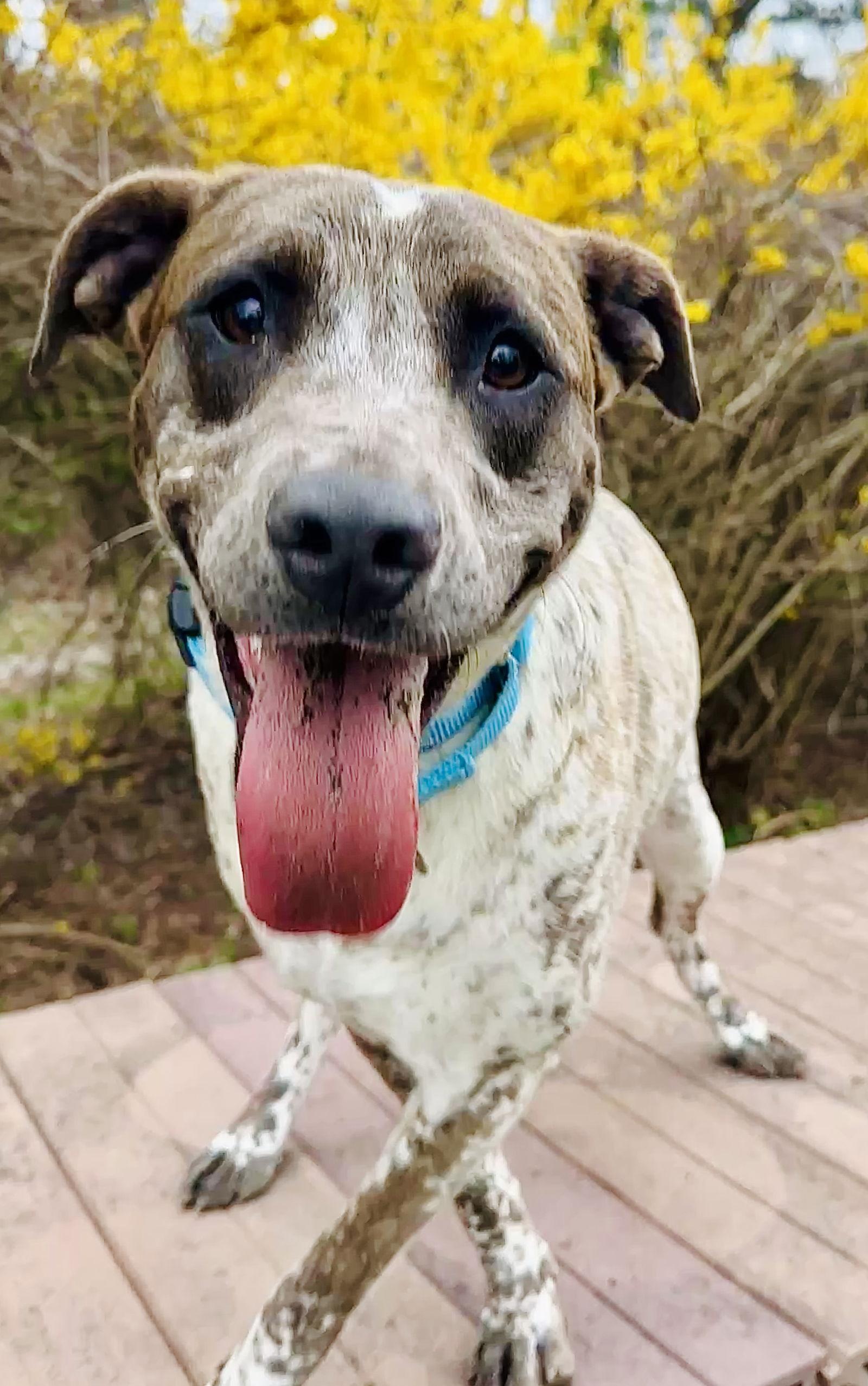 Enlarge Pip, a Adoptable Pointer in Brick, NJ image 3/3