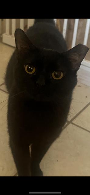 Arturo, Adoptable, Adult Male Domestic Short Hair.