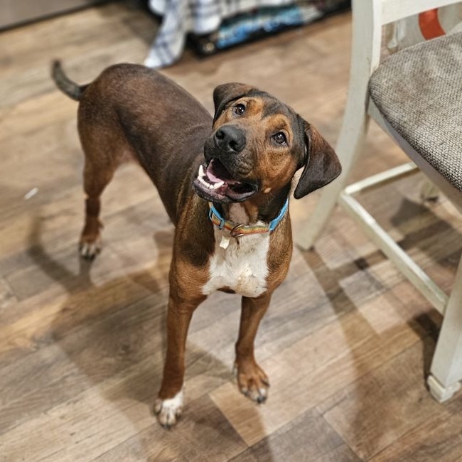 Woody, an adopted Hound & Black Labrador Retriever Mix in CLARKSVILLE, TN_image-1