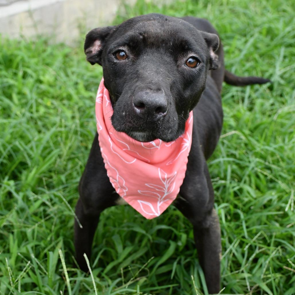 Enlarge Juno, a Adoptable mixed breed in Beaumont, TX image 1/5