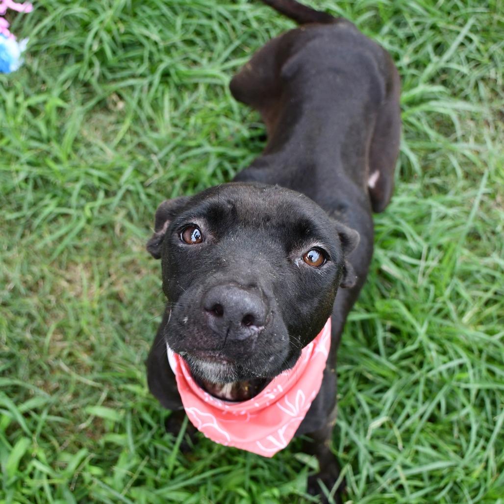 Enlarge Juno, a Adoptable mixed breed in Beaumont, TX image 2/5