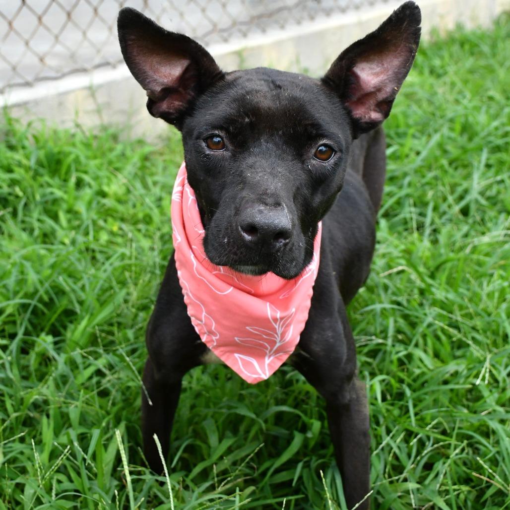 Enlarge Juno, a Adoptable mixed breed in Beaumont, TX image 3/5