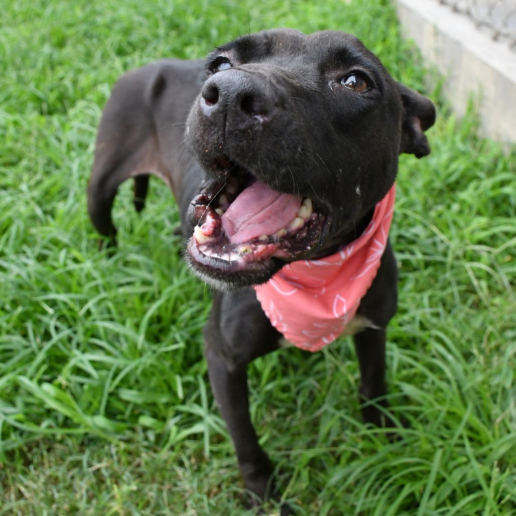 Enlarge Juno, a Adoptable mixed breed in Beaumont, TX image 4/5