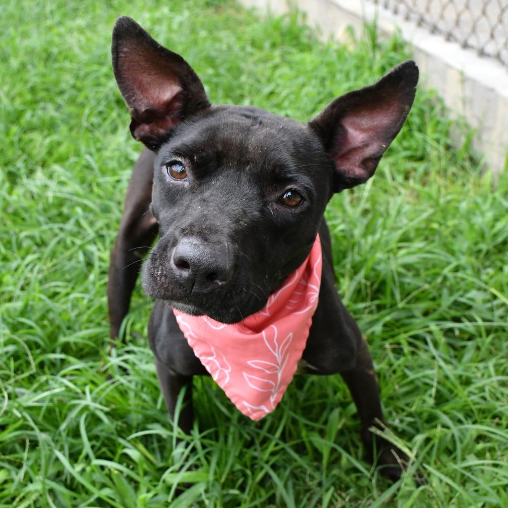 Enlarge Juno, a Adoptable mixed breed in Beaumont, TX image 5/5