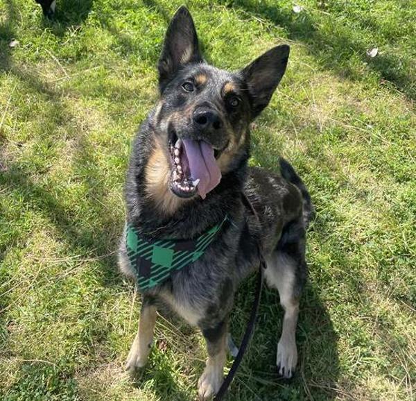 Buddy, Adoptable, Adult Male Australian Cattle Dog / Blue Heeler & Shepherd.