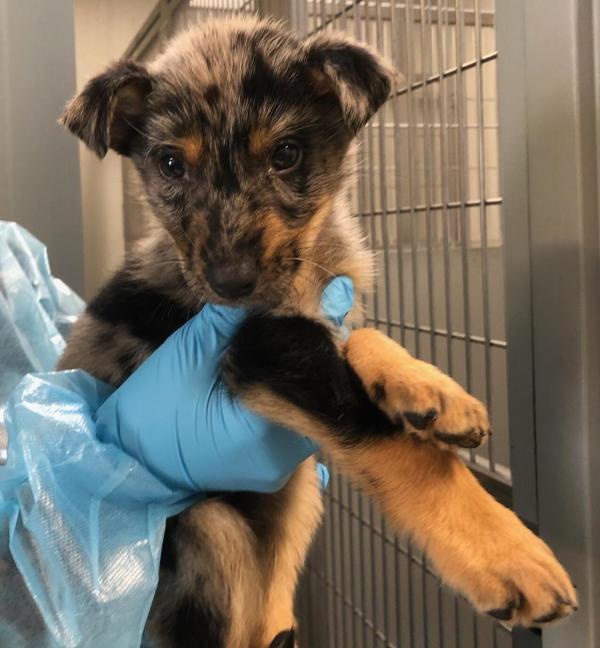 Enlarge Buddy, a Adoptable mixed breed in Oceanside, CA image 2/2