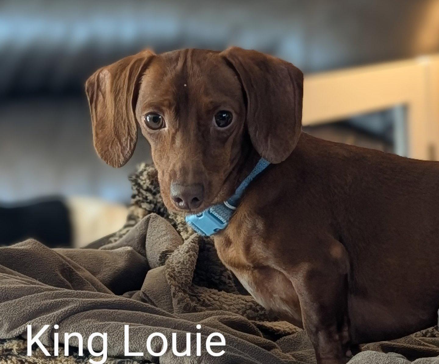 King Louie and Buster, Adoptable, Adult Male Dachshund.