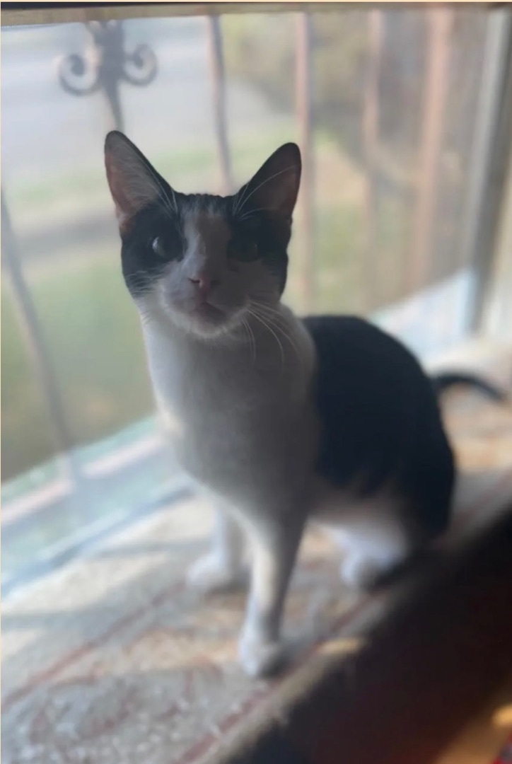 Phoebe , a Adoptable Tuxedo in Bell Gardens, CA image 1/2