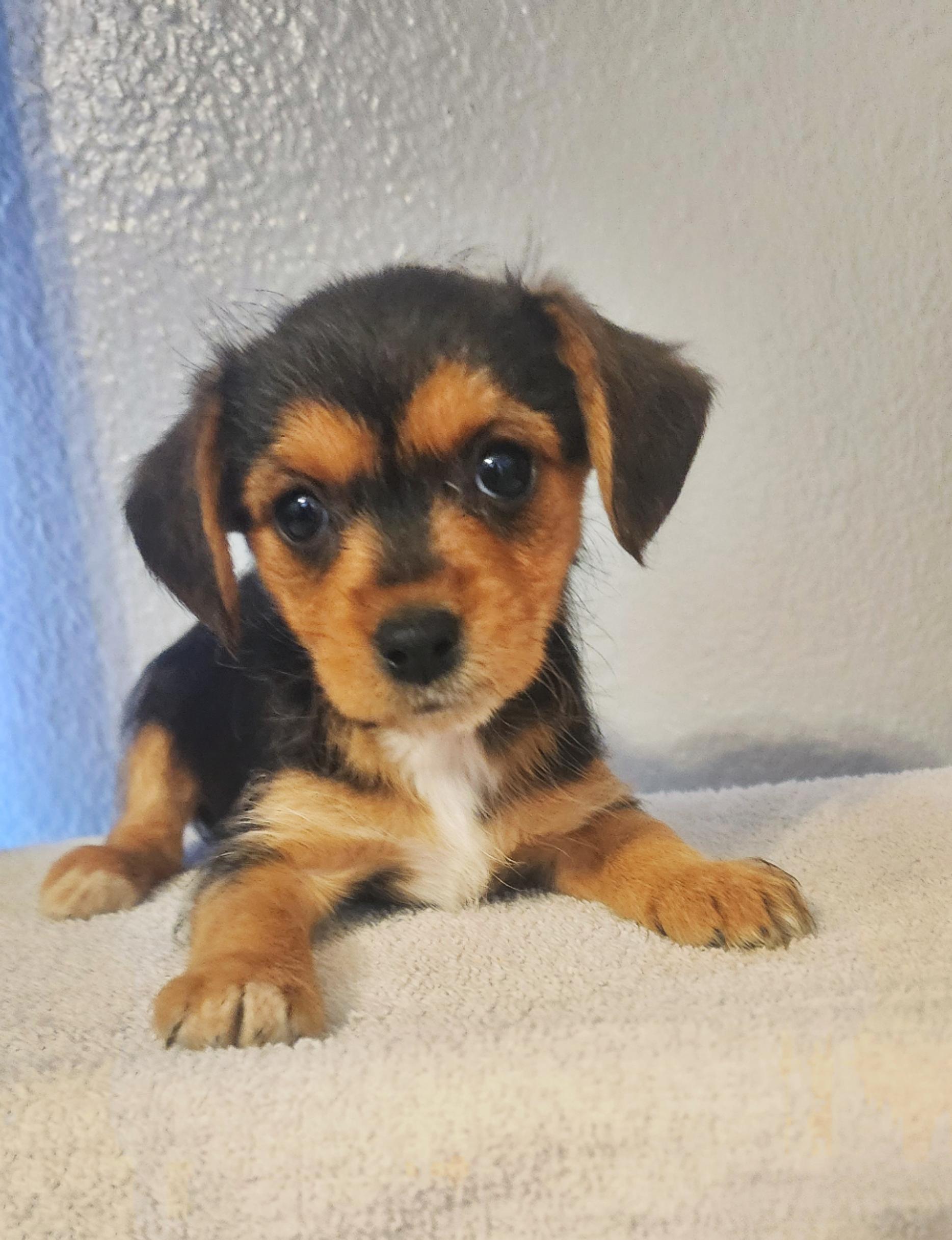 Annie, Adoptable, Puppy Female Yorkshire Terrier & Chihuahua.