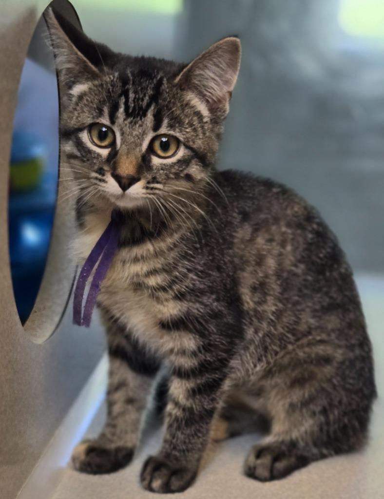 July, Adoptable, Kitten Female Domestic Short Hair.
