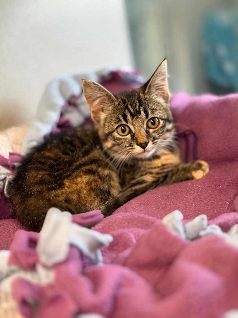 July, a Adoptable mixed breed in Viroqua, WI image 2/3
