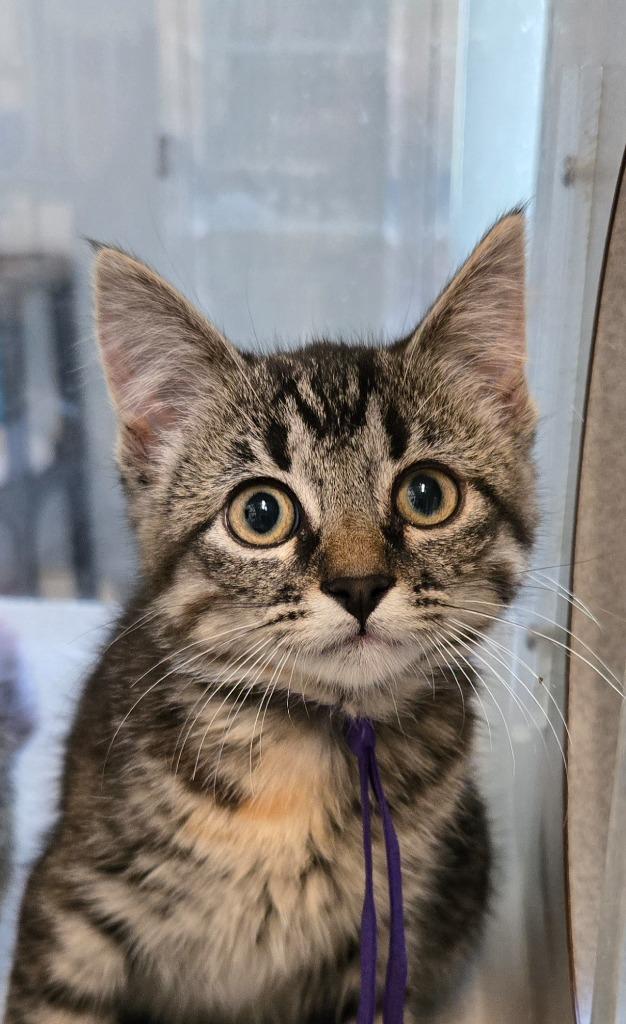 July, Adoptable, Kitten Female Domestic Short Hair.