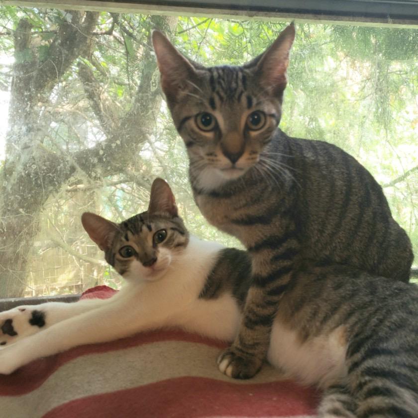 Enlarge Herbie, a Adoptable Domestic Short Hair in Salt Point, NY image 3/3